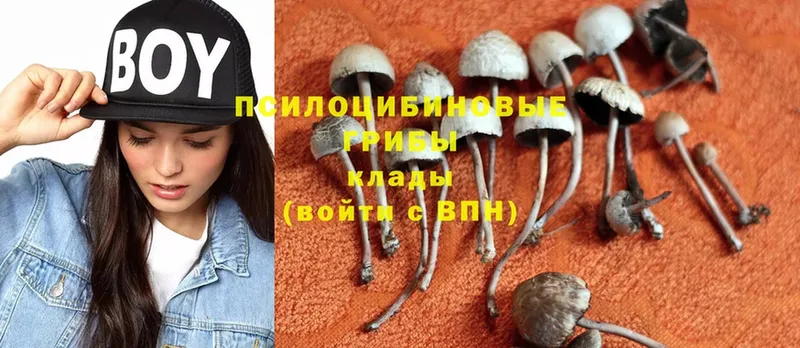 Галлюциногенные грибы Psilocybine cubensis  Лихославль 